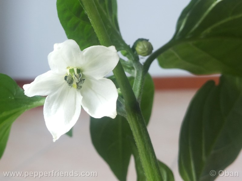 jalapeno-coyame_001_fiore_04.jpg