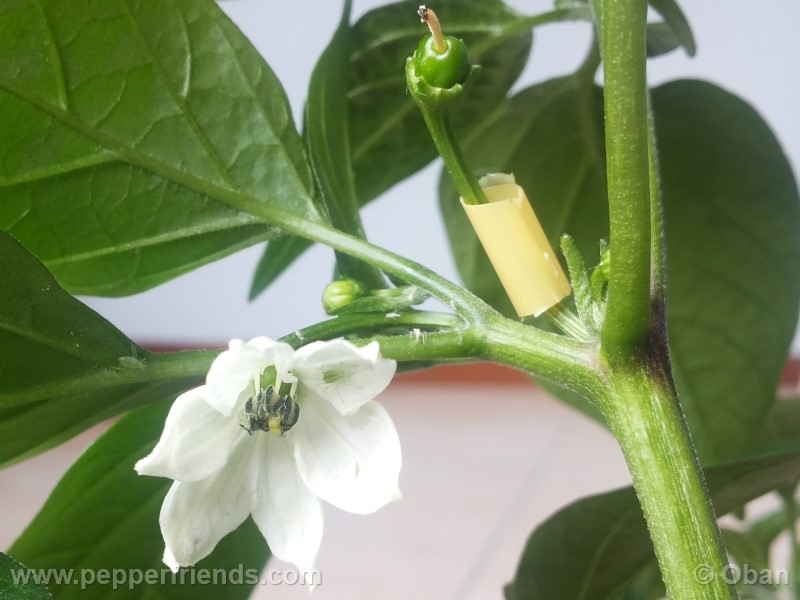 jalapeno-coyame_001_fiore_05.jpg