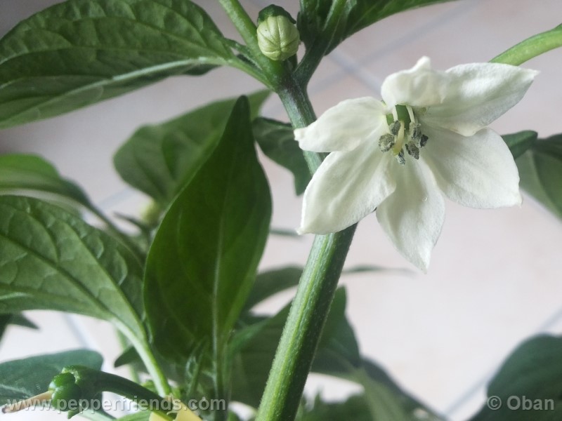 jalapeno-coyame_001_fiore_06.jpg