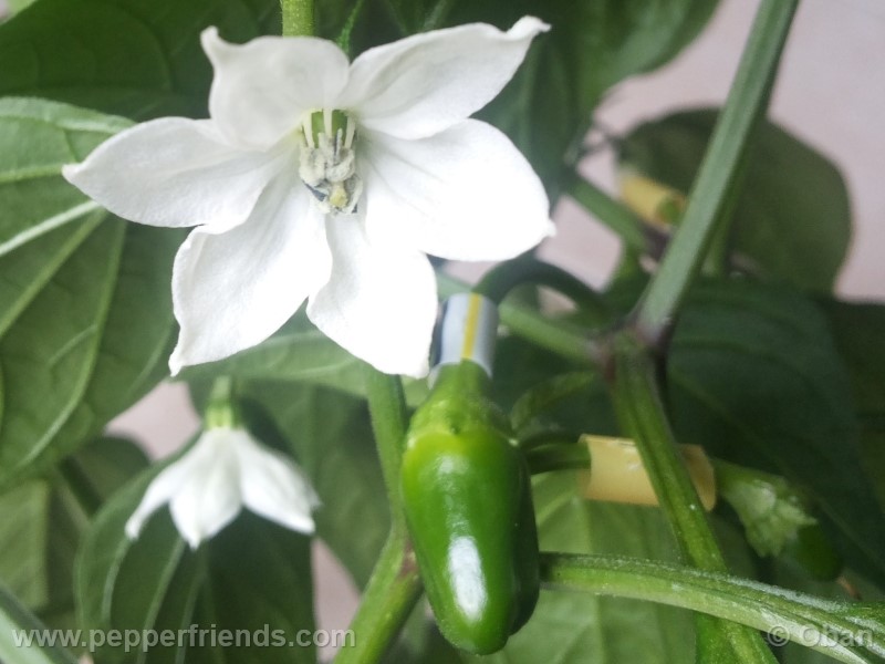 jalapeno-coyame_001_fiore_09.jpg