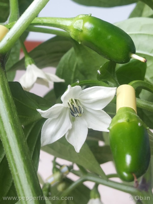 jalapeno-coyame_001_fiore_11.jpg