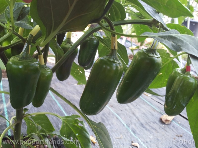 jalapeno-coyame_001_frutto_05.jpg