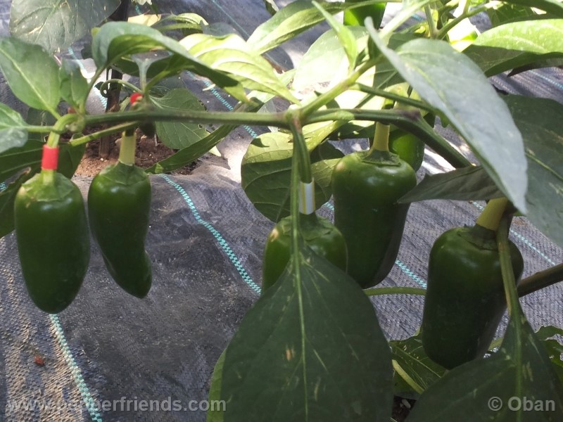 jalapeno-coyame_001_frutto_06.jpg