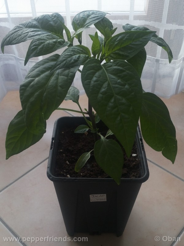 jalapeno-coyame_001_pianta_04.jpg