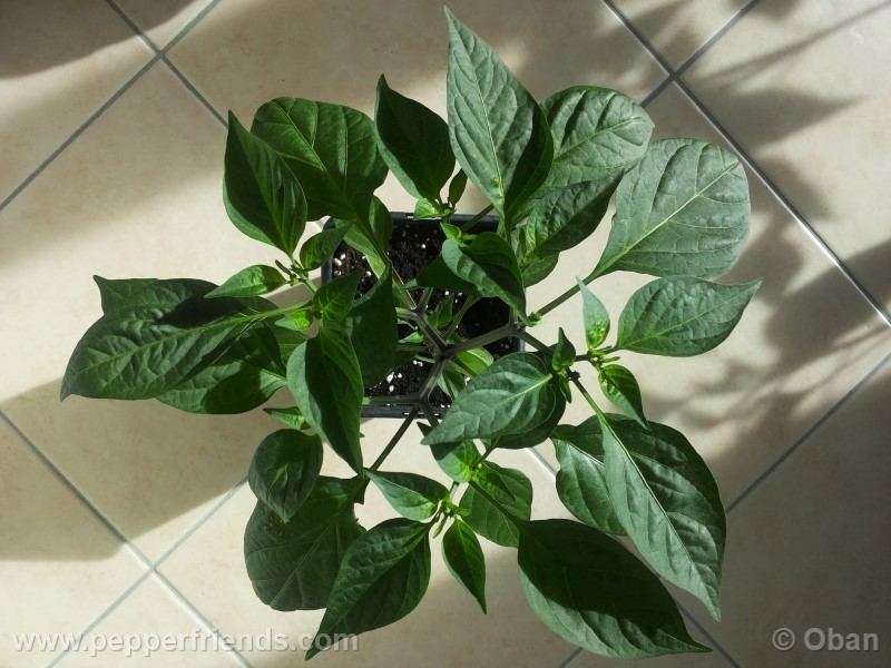 jalapeno-coyame_001_pianta_09.jpg