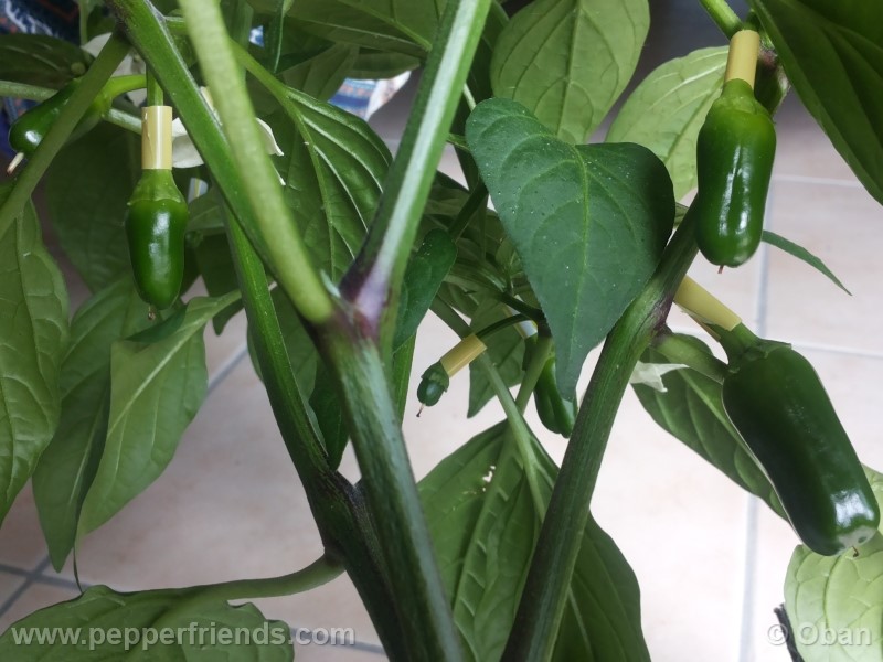 jalapeno-coyame_001_pianta_13.jpg