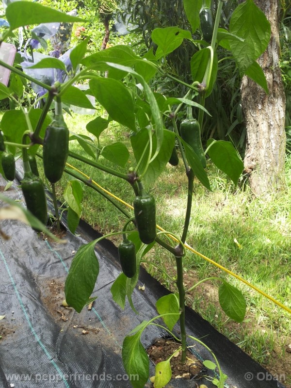 jalapeno-coyame_001_pianta_14.jpg