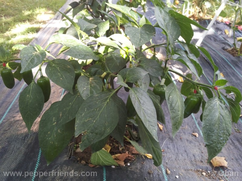 jalapeno-coyame_001_pianta_16.jpg