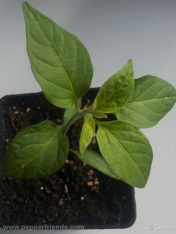 jalapeno-farmer-mp_001_pianta_03.jpg