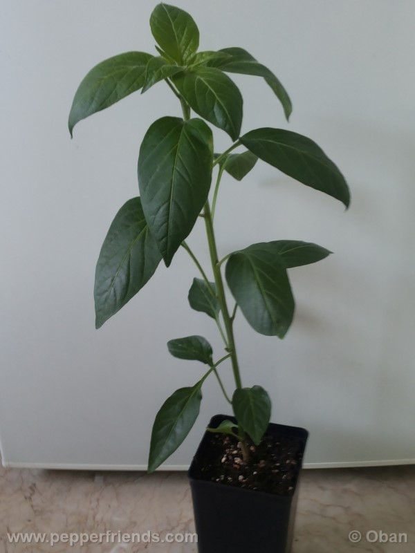 jalapeno-farmer-mp_001_pianta_06.jpg