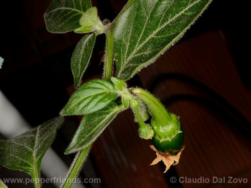 jalapeno-farmer-mp_001_frutto_01.jpg