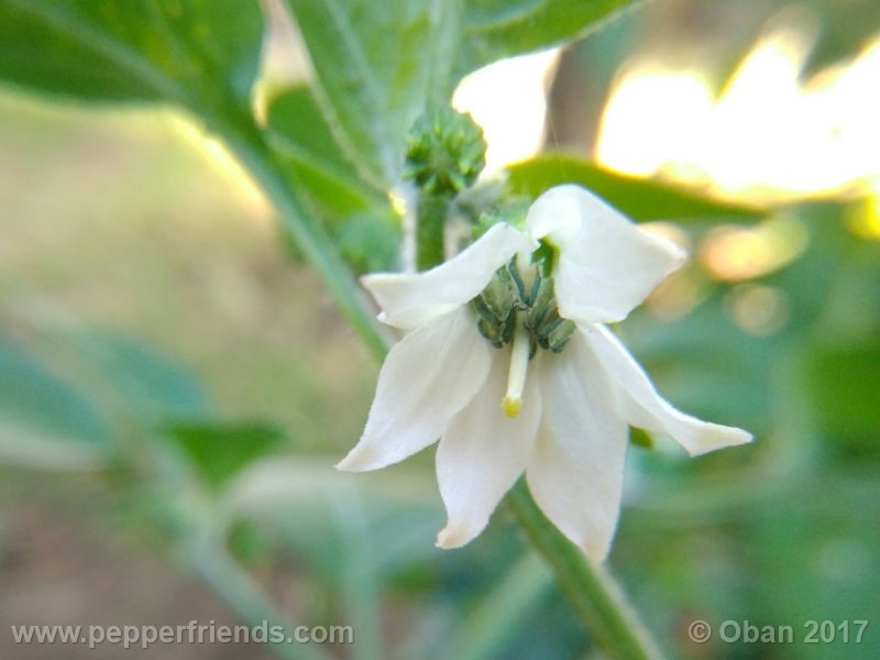 jalapeno-farmer-mp_003_fiore_01.jpg