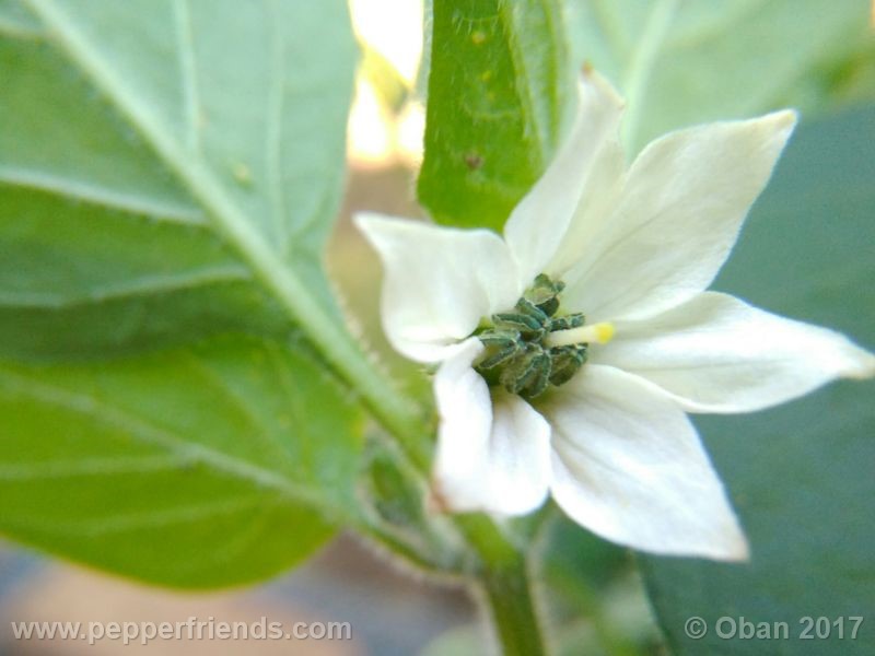 jalapeno-farmer-mp_003_fiore_02.jpg