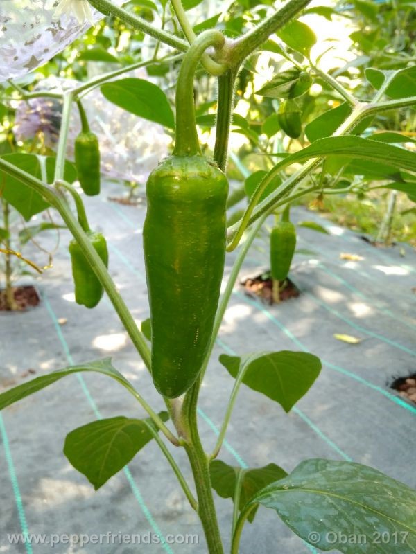 jalapeno-farmer-mp_003_frutto_02.jpg