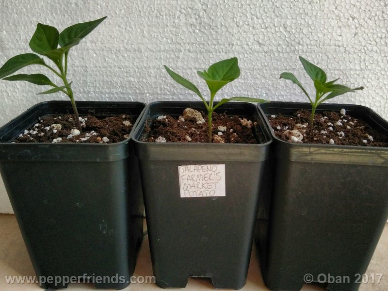 jalapeno-farmer-mp_003_pianta_05.jpg