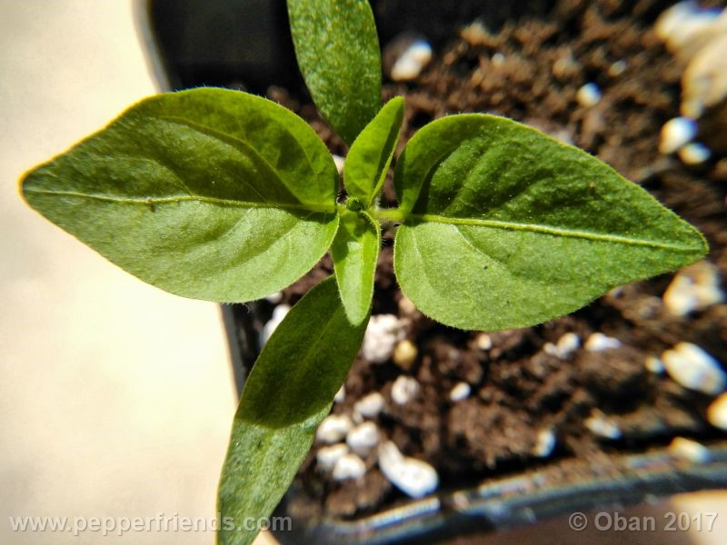 jalapeno-farmer-mp_003_pianta_06.jpg