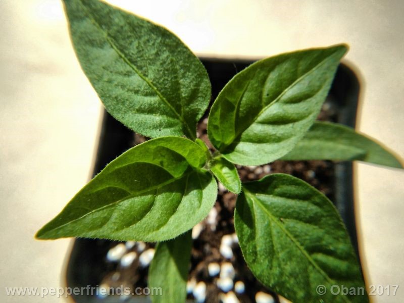 jalapeno-farmer-mp_003_pianta_07.jpg