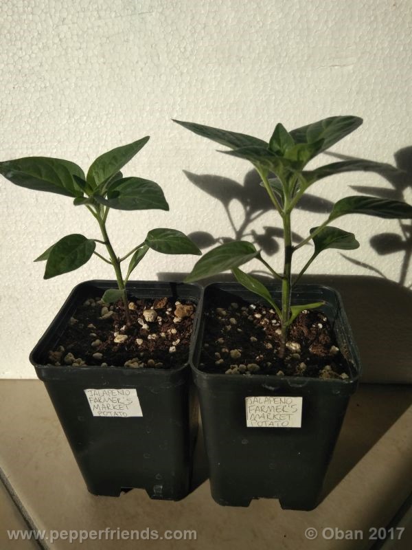 jalapeno-farmer-mp_003_pianta_10.jpg