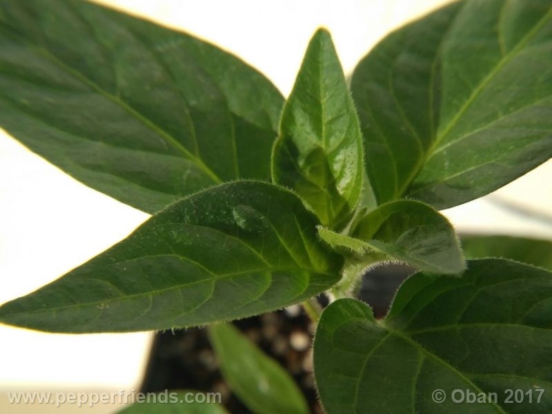 jalapeno-farmer-mp_003_pianta_11.jpg