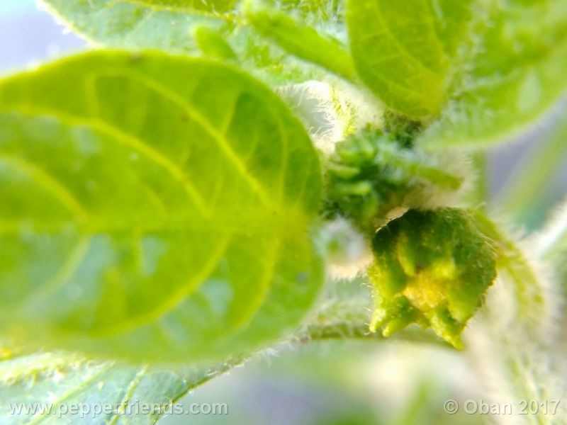 jalapeno-farmer-mp_003_pianta_12.jpg