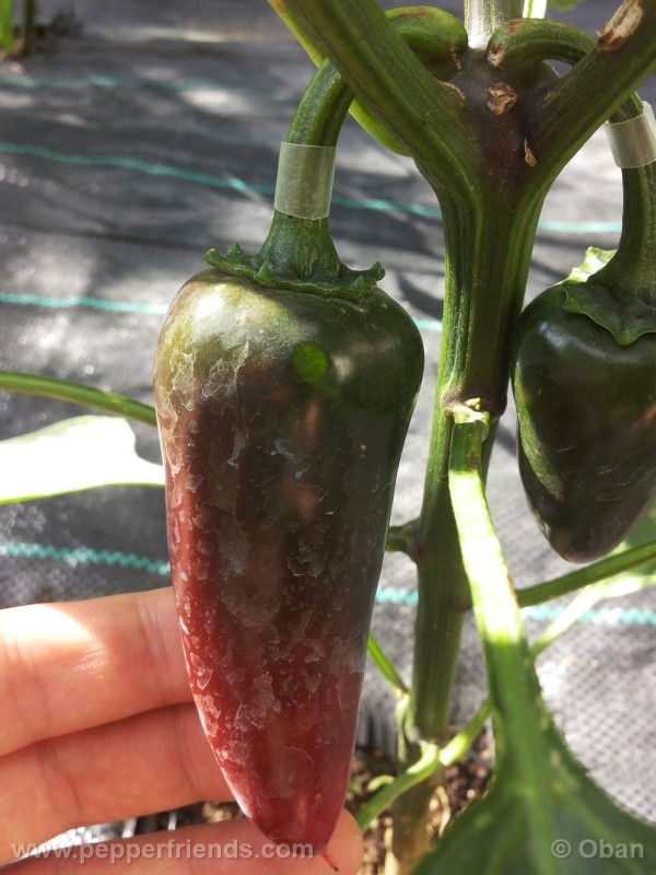 jalapeno-goliath_001_frutto_05.jpg