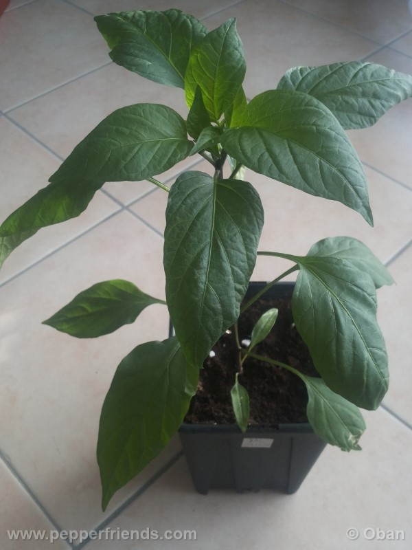 jalapeno-goliath_001_pianta_03.jpg