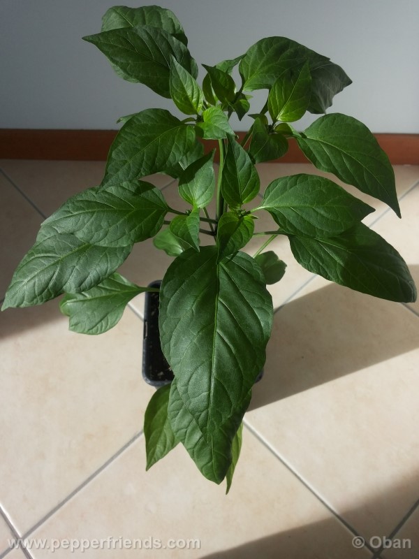 jalapeno-goliath_001_pianta_06.jpg