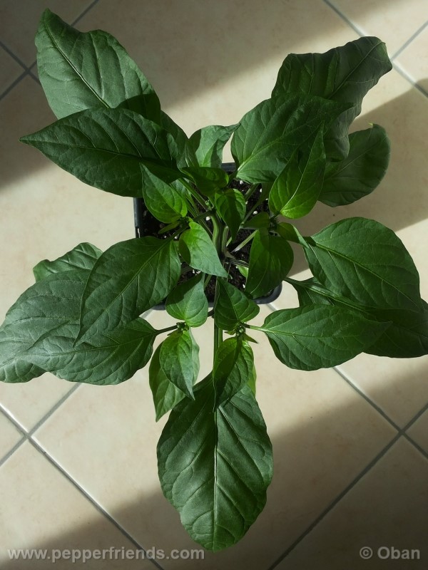 jalapeno-goliath_001_pianta_07.jpg