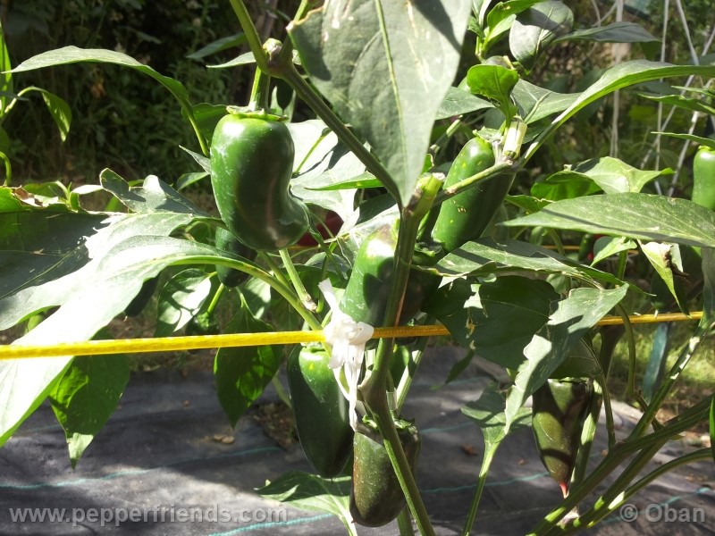 jalapeno-goliath_001_pianta_15.jpg