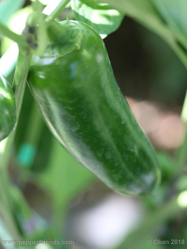 jalapeno-mammouth_003_frutto_01.JPG.e79cc2a82208d9fff42aae52efa34972.JPG