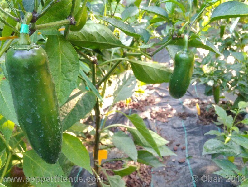 jalapeno-mammouth_003_frutto_03.jpg