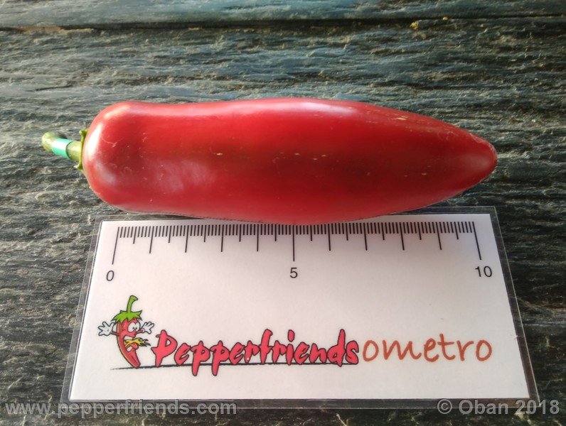 jalapeno-mammouth_003_frutto_05.jpg