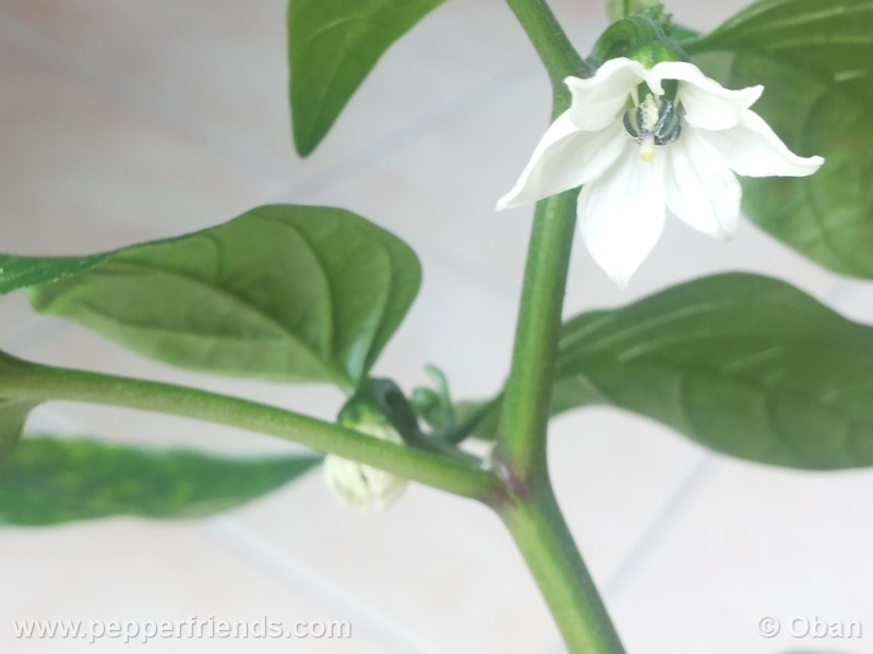 jalapeno-zapotec_001_fiore_09.jpg