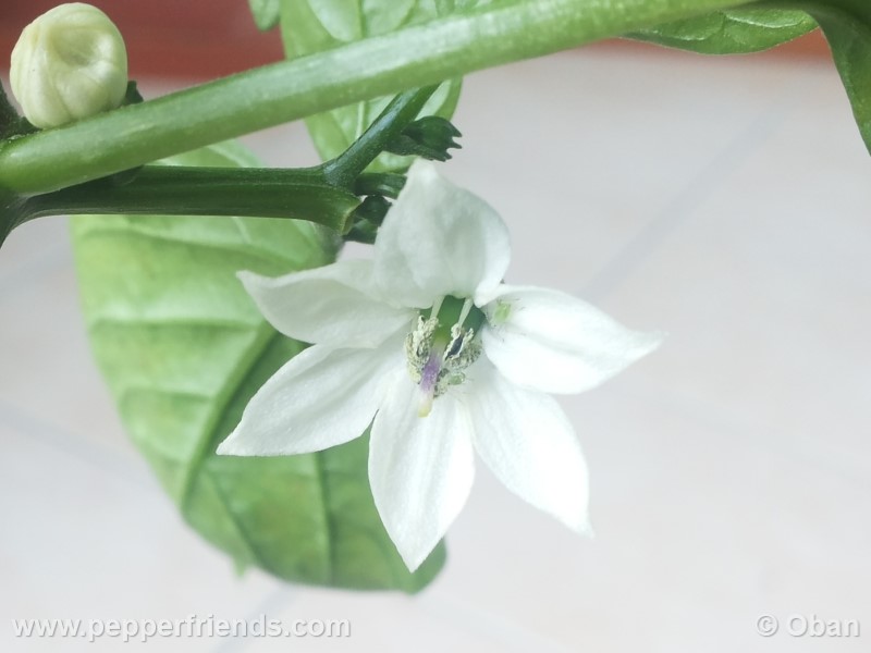 jalapeno-zapotec_001_fiore_11.jpg