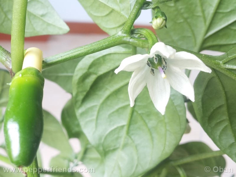 jalapeno-zapotec_001_fiore_20.jpg