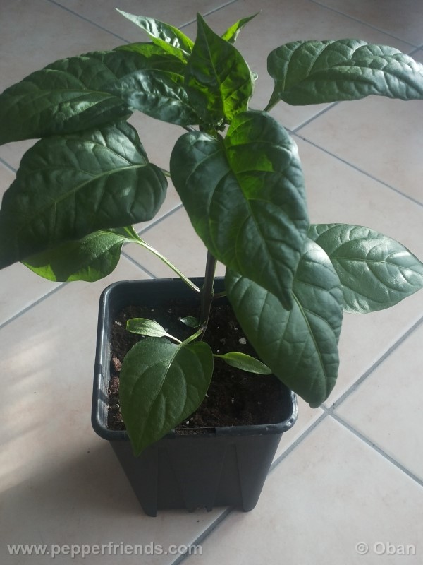 jalapeno-zapotec_001_pianta_04.jpg