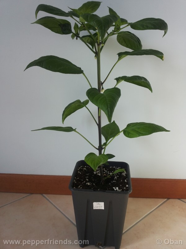 jalapeno-zapotec_001_pianta_07.jpg