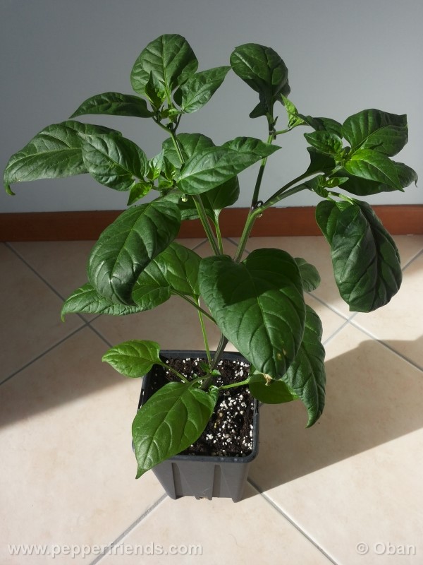 jalapeno-zapotec_001_pianta_08.jpg