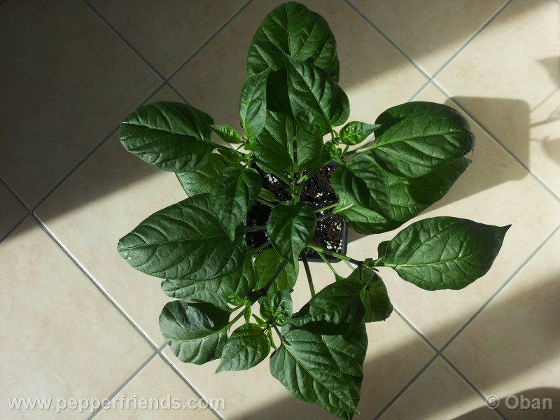 jalapeno-zapotec_001_pianta_09.jpg