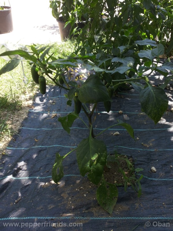 jalapeno-zapotec_001_pianta_17.jpg