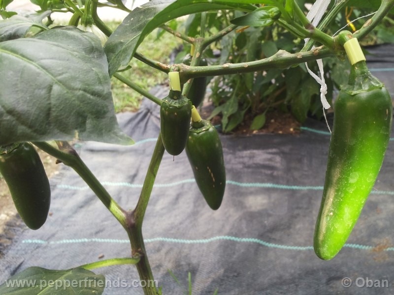 jalapeno-zapotec_001_pianta_19.jpg