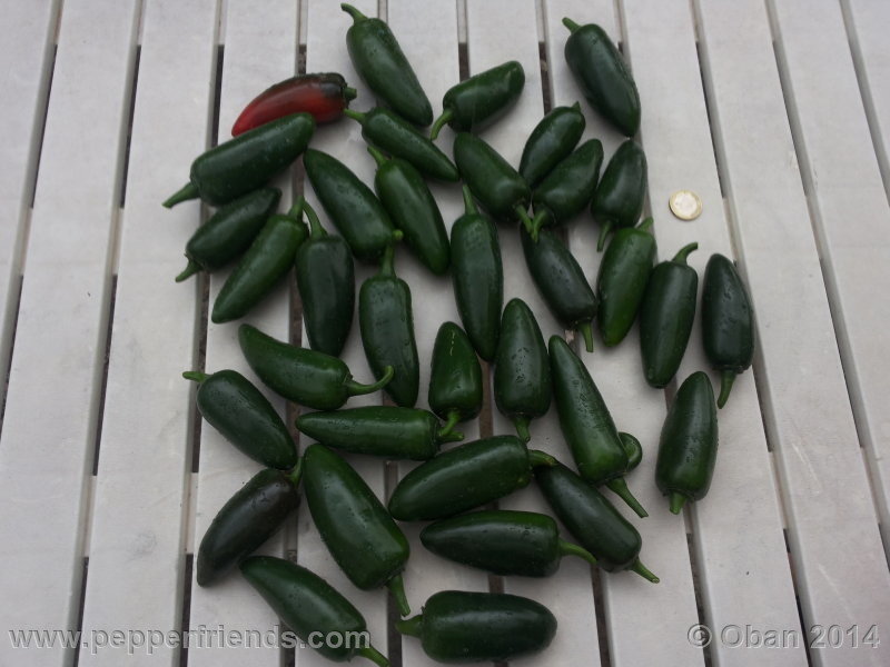 jalapeno_002_frutto_01.jpg