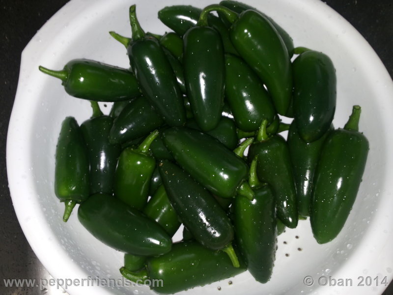 jalapeno_002_frutto_03.jpg