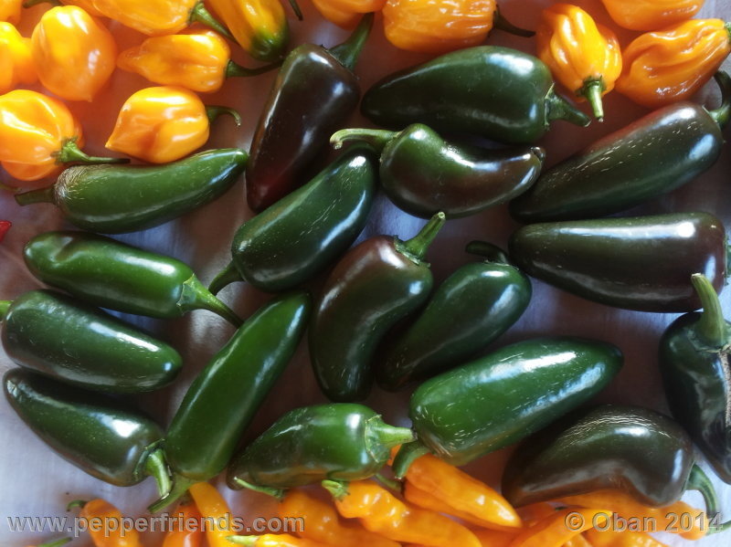 jalapeno_002_frutto_06.jpg