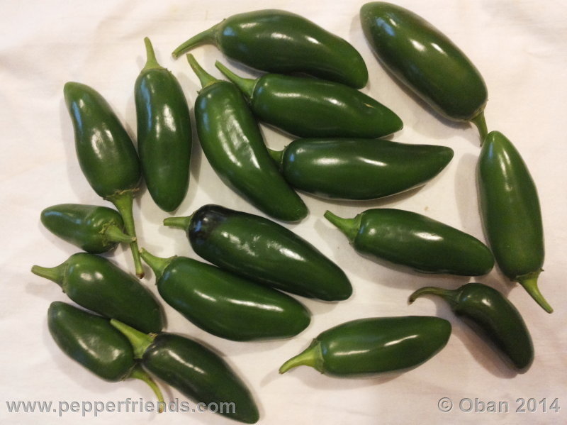 jalapeno_002_frutto_07.jpg