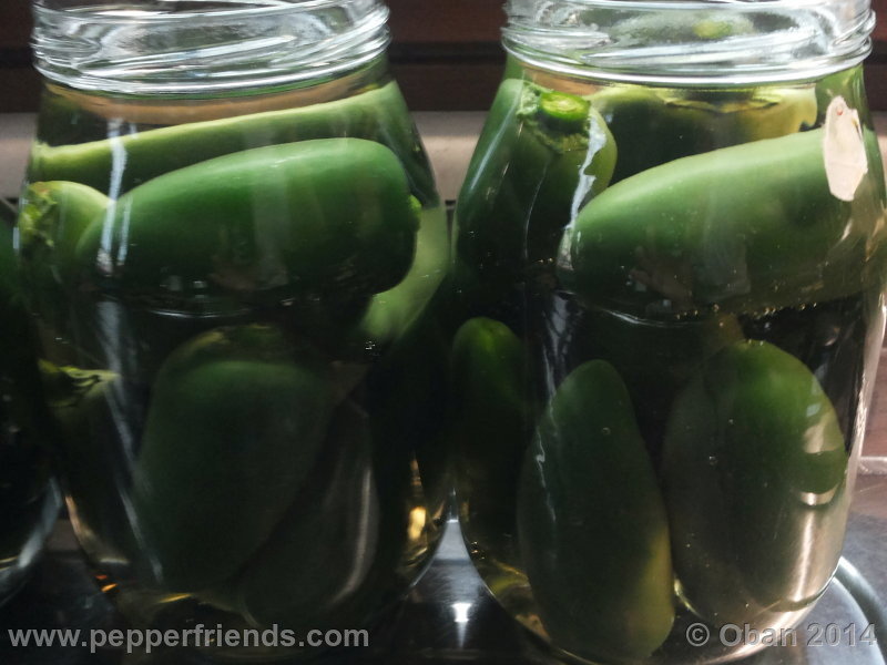 jalapeno_002_frutto_08.jpg