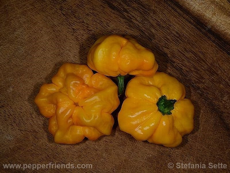 https://www.pepperfriends.org/uploads/jamaican-scotch-bonnet/001/jamaican-scotch-bonnet_001_frutto_03.jpg