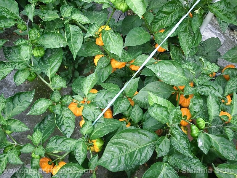 jamaican-scotch-bonnet_001_pianta_02.jpg