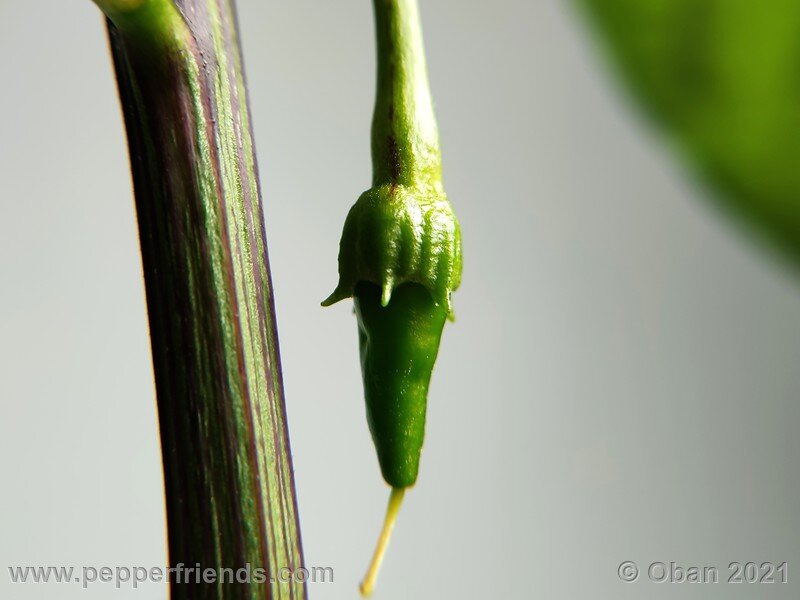 joe-s-long-cayenne-orange_001_frutto_01.jpg