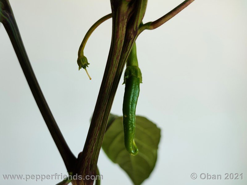 joe-s-long-cayenne-orange_001_frutto_03.jpg